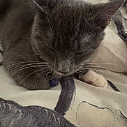 Shadow joined the competition — help win amazing prizes! cat, grey_cat, sleeping, whiskers, collar, blue_bell, blanket, fabric, indoor, close_up, pet, feline, cute, relaxed, paw, fur, domestic_animal, animal, resting, cozy