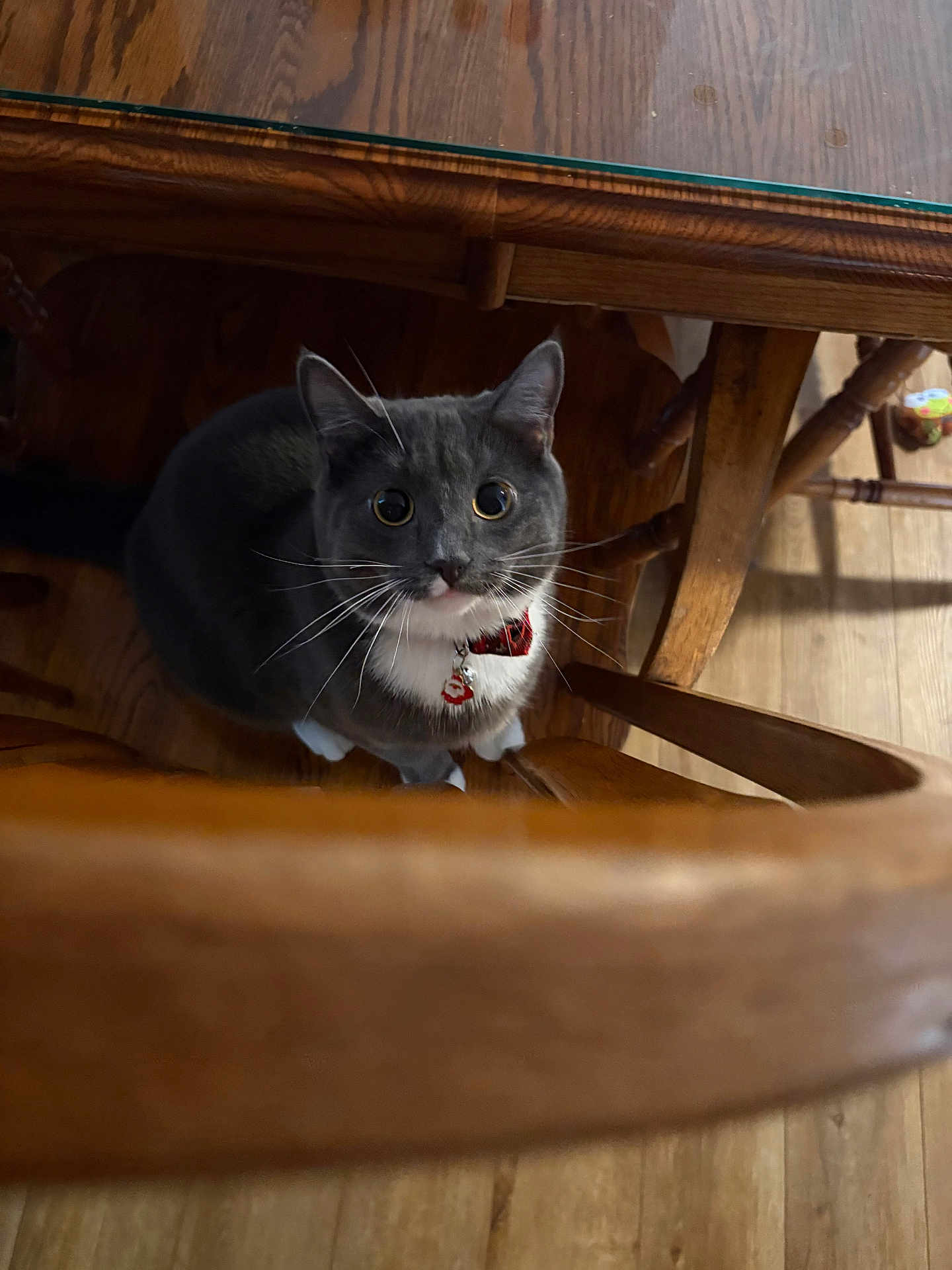 Shadow joined the competition — help win amazing prizes! cat, gray_cat, white_paws, collar, wooden_floor, wooden_table, chair_legs, indoor, pet, curious, looking_up, whiskers, domestic_cat, feline, animal, floor, glass_tabletop, home, close_up, sitting