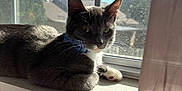 Shadow joined the competition — help win amazing prizes! cat, gray_cat, white_paws, bow_tie, windowsill, sunlight, window, screen, indoor, pet, animal, relaxing, feline, house, daylight, shadow, curtain, closeup, domestic_cat, resting