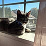 Shadow joined the competition — help win amazing prizes! cat, gray_cat, white_paws, bow_tie, windowsill, sunlight, window, screen, indoor, pet, animal, relaxing, feline, house, daylight, shadow, curtain, closeup, domestic_cat, resting