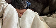 Shadow joined the competition — help win amazing prizes! cat, gray_cat, blue_bow_tie, blanket, bed, hand, indoor, pet, feline, resting, cozy, cute, whiskers, soft, domestic_animal, fur, sleepy, close_up, comfort, nap