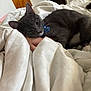 cat, gray_cat, blue_bow_tie, blanket, bed, hand, indoor, pet, feline, resting, cozy, cute, whiskers, soft, domestic_animal, fur, sleepy, close_up, comfort, nap