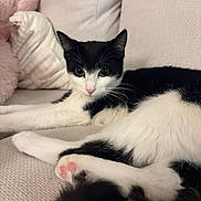 Pumpkin joined the competition — help win amazing prizes! cat, kitten, tuxedo_cat, pet, paw, pink_paw, black_and_white, sofa, cushion, pillow, plush_toy, indoor, lounging, whiskers, fur, close_up, looking_at_camera, portrait, cozy, home