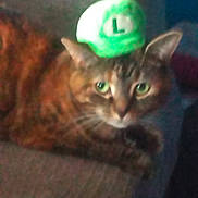 Cookie is registered to the contest to win money with this photo: cat, hat, green_hat, pet, animal, feline, couch, indoor, blur, face, ears, whiskers, tabby, resting, fur, closeup, green, cute, domestic_animal, eyes