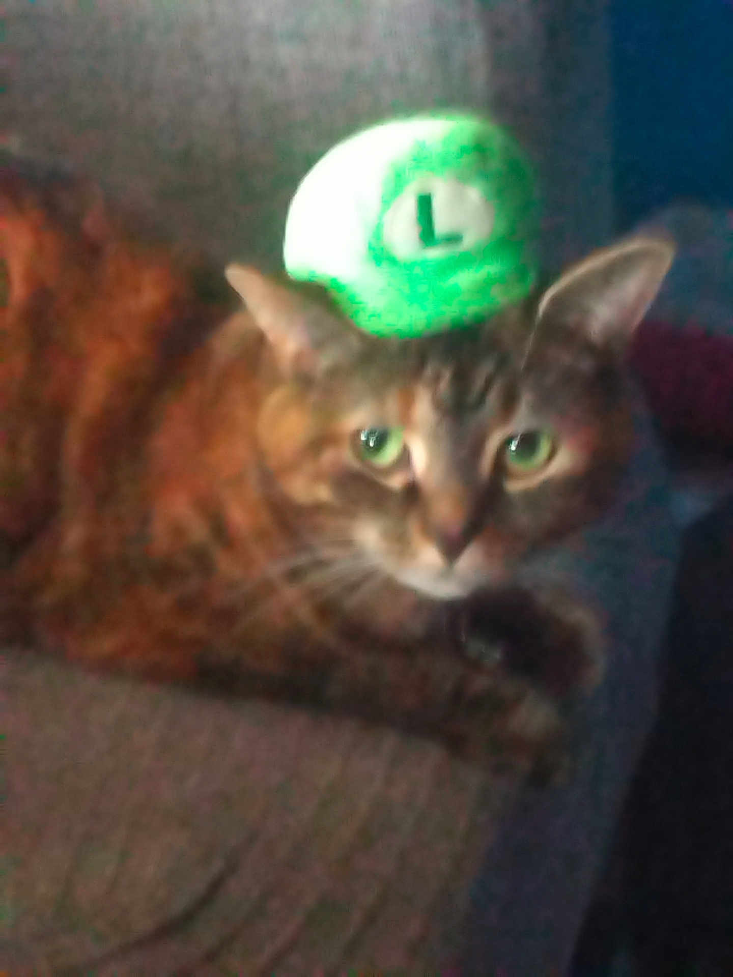 Cookie is registered to the contest to win money with this photo: cat, hat, green_hat, pet, animal, feline, couch, indoor, blur, face, ears, whiskers, tabby, resting, fur, closeup, green, cute, domestic_animal, eyes