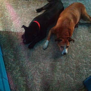 Apollo And Rocky joined the competition — help win amazing prizes! animal, black_dog, brown_dog, canine, carpet, collar, companion, dog, domestic, floor, home, household, indoor, laundry_basket, pet, quiet, relaxation, resting, storage_bin, two_dogs