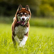 Arès a rejoint le concours — aidez-le/la à gagner de superbes lots ! dog, husky, canine, pet, running, field, grass, outdoors, nature, tongue_out, happy, playful, motion, bokeh, green, mammal, portrait, park, energetic, focused