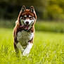 dog, husky, canine, pet, running, field, grass, outdoors, nature, tongue_out, happy, playful, motion, bokeh, green, mammal, portrait, park, energetic, focused