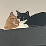 Calvin joined the competition — help win amazing prizes! cat, orange_cat, black_and_white_cat, snuggling, feline, pets, animal, cute, resting, close_up, indoor, fur, whiskers, ears, sleeping, companionship, adorable, two_animals, mammal, domestic_cat