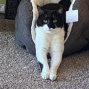 Calvin is registered to the contest to win money with this photo: cat, black_and_white_cat, pet_bed, carpet, indoor, feline, animal, stretching, cute, relaxed, cozy, fur, whiskers, ears, paws, domestic_animal, resting, eye_contact, household, soft_furniture