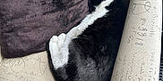 Calvin is registered to the contest to win money with this photo: cat, sleeping, black_and_white, armchair, pillow, cozy, indoor, feline, resting, fur, pet, cute, comfort, curled_up, home, furniture, textile, relaxing, domestic, quiet