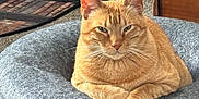 Steve is registered to the contest to win money with this photo: cat, orange_tabby, pet_bed, gray_bed, indoor, carpet, stairs, wooden_cabinet, rug, feline, relaxed, resting, cozy, household, animal, fur, whiskers, ears, paws, looking_at_camera