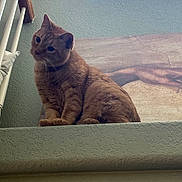 Steve joined the competition — help win amazing prizes! cat, orange_tabby, pet, indoor, window, ledges, curious, feline, animal, texture, wall, natural_light, domestic_cat, cute, fur, whiskers, ears, claws, resting, looking