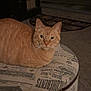 Steve is registered to the contest to win money with this photo: cat, orange_tabby, pet, indoor, ottoman, textured_fabric, carpet, door, rug, furniture, relaxed, animal, whiskers, ears, eyes, home, cozy, resting, looking, mammal