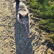 Venons a rejoint le concours — aidez-le/la à gagner de superbes lots ! cat, gray_cat, walking, dirt_path, shadow, sunlight, grass, outdoor, animal, pet, yellow_eyes, tail, fur, nature, daylight, mammal, curious, closeup, ground, sidewalk