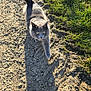 cat, gray_cat, walking, dirt_path, shadow, sunlight, grass, outdoor, animal, pet, yellow_eyes, tail, fur, nature, daylight, mammal, curious, closeup, ground, sidewalk