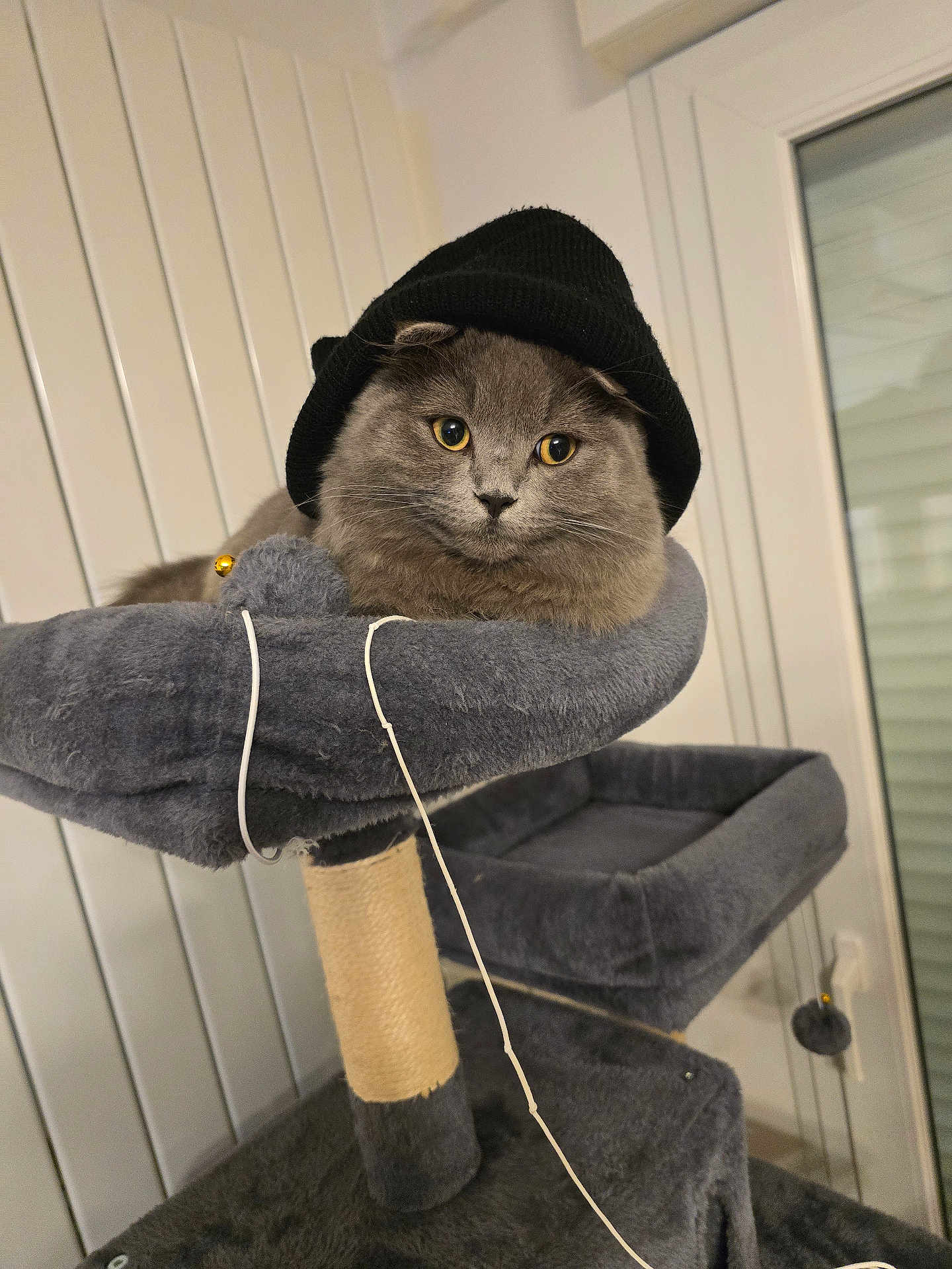 Venons a rejoint le concours — aidez-le/la à gagner de superbes lots ! cat, gray_cat, beanie, hat, cat_tree, indoor, pet, feline, yellow_eyes, cozy, perched, curious, fluffy, modern_room, window, paneled_wall, toy, rope, fur, closeup