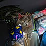 Venons a rejoint le concours — aidez-le/la à gagner de superbes lots ! cat, gray_cat, fluffy, indoor, bread_bag, houseplants, curious, yellow_eyes, clutter, plastic_bag, furniture, cord, jeans, fabric, soft_light, pet, domestic_animal, cozy, closeup, resting