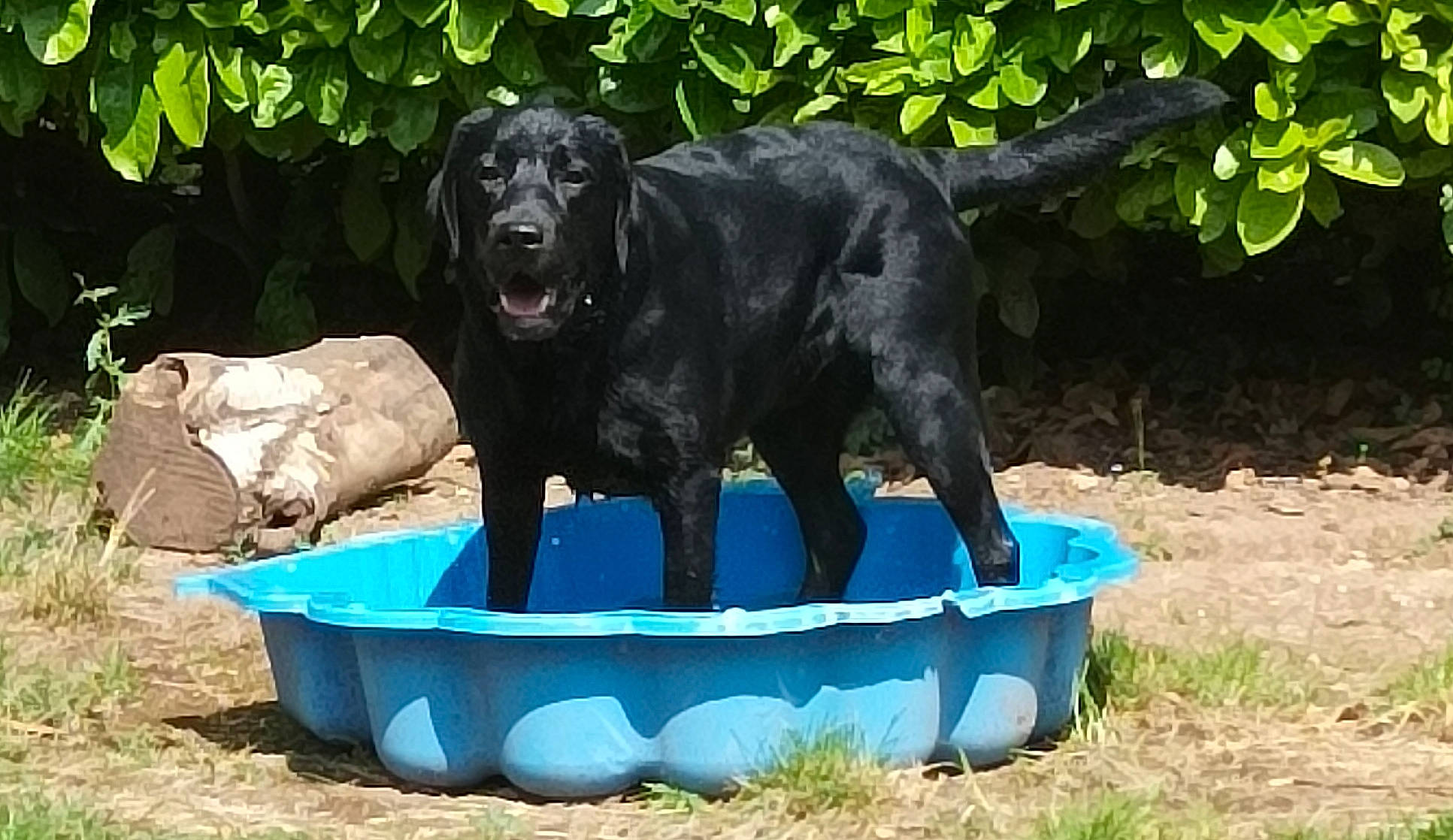 Prowler participe au concours pour gagner de l'argent avec cette photo : art, borador, canidae, carnivore, companion_dog, dog, dog_breed, garden, grass, gun_dog, plant, retriever, snout, soil, sporting_group, tail, terrestrial_animal, tree, water, working_animal