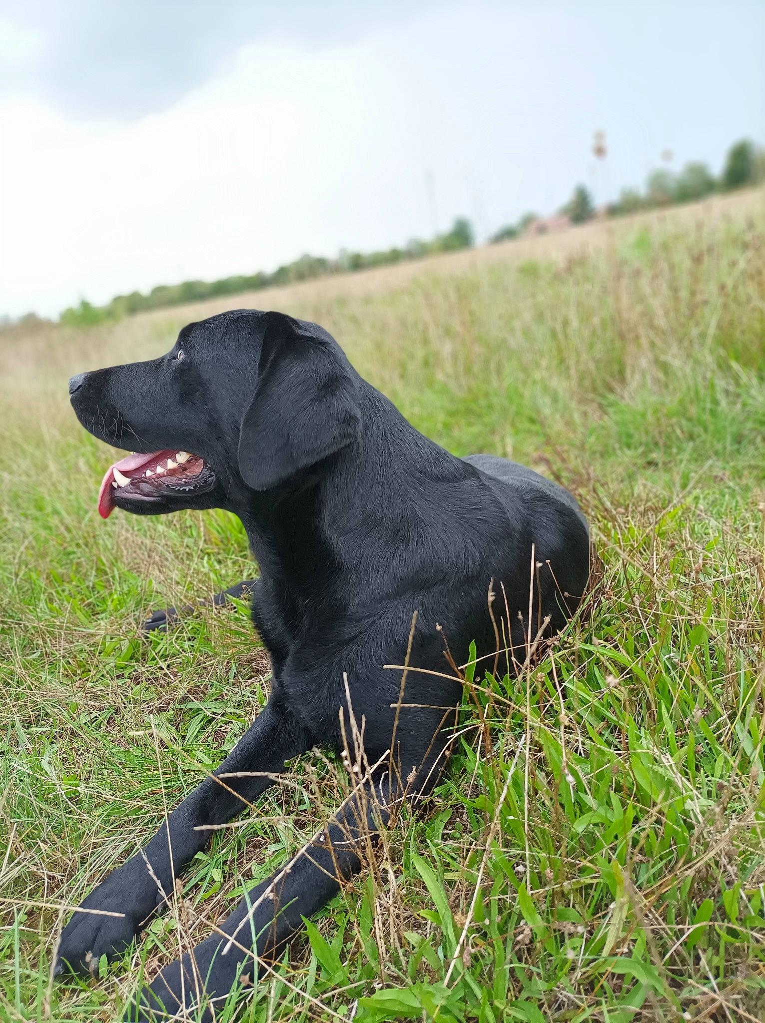 Prowler participe au concours pour gagner de l'argent avec cette photo : borador, canidae, carnivore, cloud, collar, companion_dog, dog, dog_breed, dog_collar, fence, german_shorthaired_pointer, grass, grassland, gun_dog, plant, pointing_breed, retriever, sky, sporting_group, working_animal