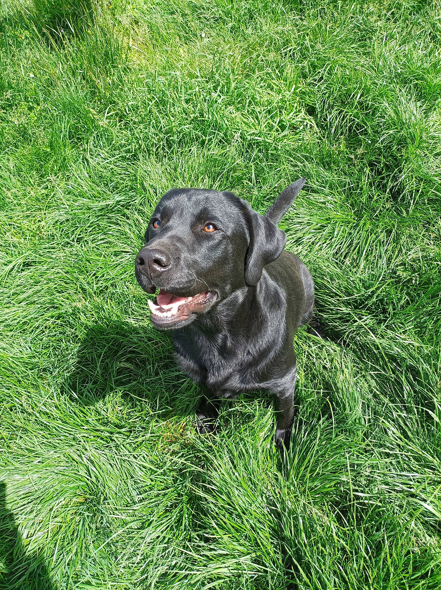 Prowler participe au concours pour gagner de l'argent avec cette photo : borador, carnivore, companion_dog, dog, dog_breed, fur, grass, grassland, groundcover, gun_dog, labrador_retriever, liver, plant, pointing_breed, retriever, sporting_group, tail, terrestrial_animal, whiskers, working_animal