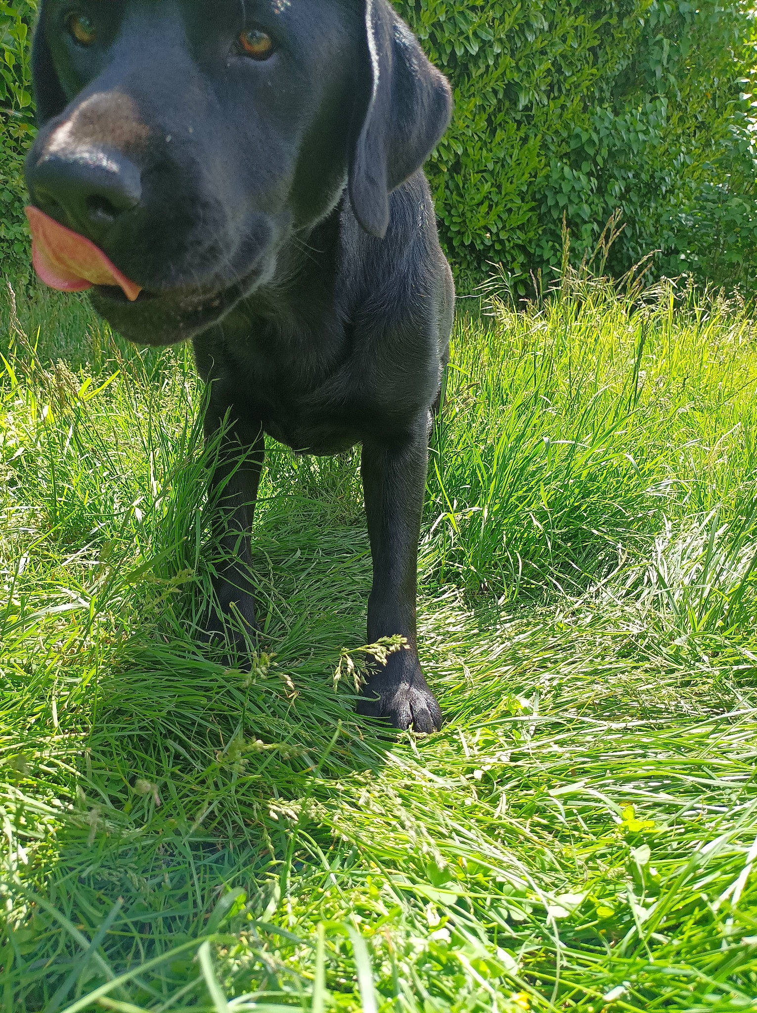 Prowler participe au concours pour gagner de l'argent avec cette photo : borador, canidae, carnivore, companion_dog, dog, dog_breed, grass, grassland, groundcover, gun_dog, hunting_dog, people_in_nature, plant, snout, sporting_group, terrestrial_animal, terrestrial_plant, whiskers, working_animal, working_dog