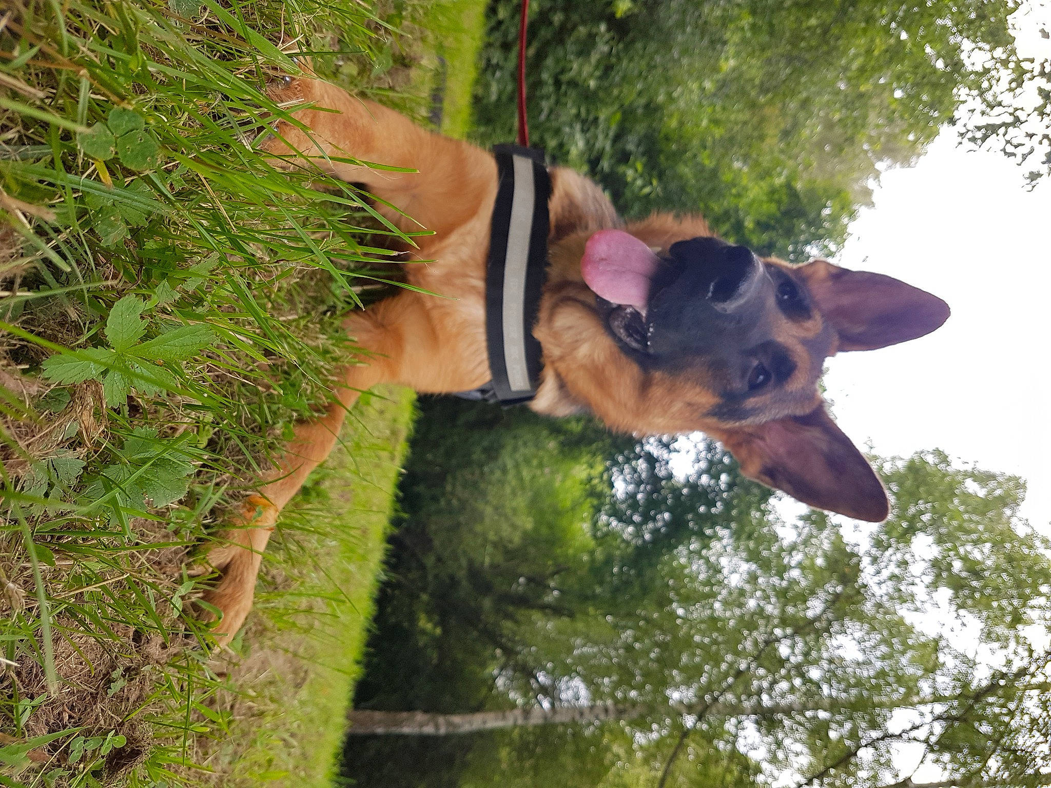 Pandora participe au concours pour gagner de l'argent avec cette photo : adventure, canidae, carnivore, dog, dog_breed, ear, fawn, german_shepherd_dog, tree, working_dog