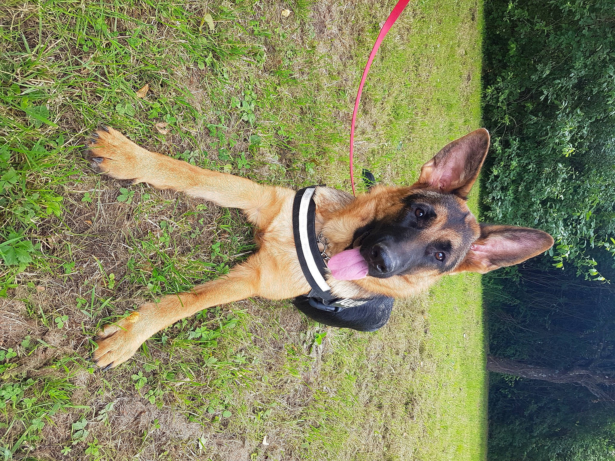 Pandora a rejoint le concours — aidez-le/la à gagner de superbes lots ! belgian_shepherd_malinois, canidae, carnivore, collar, dog, dog_breed, dog_collar, fawn, german_shepherd_dog, king_shepherd, leash, old_german_shepherd_dog, police_dog, snout, working_dog