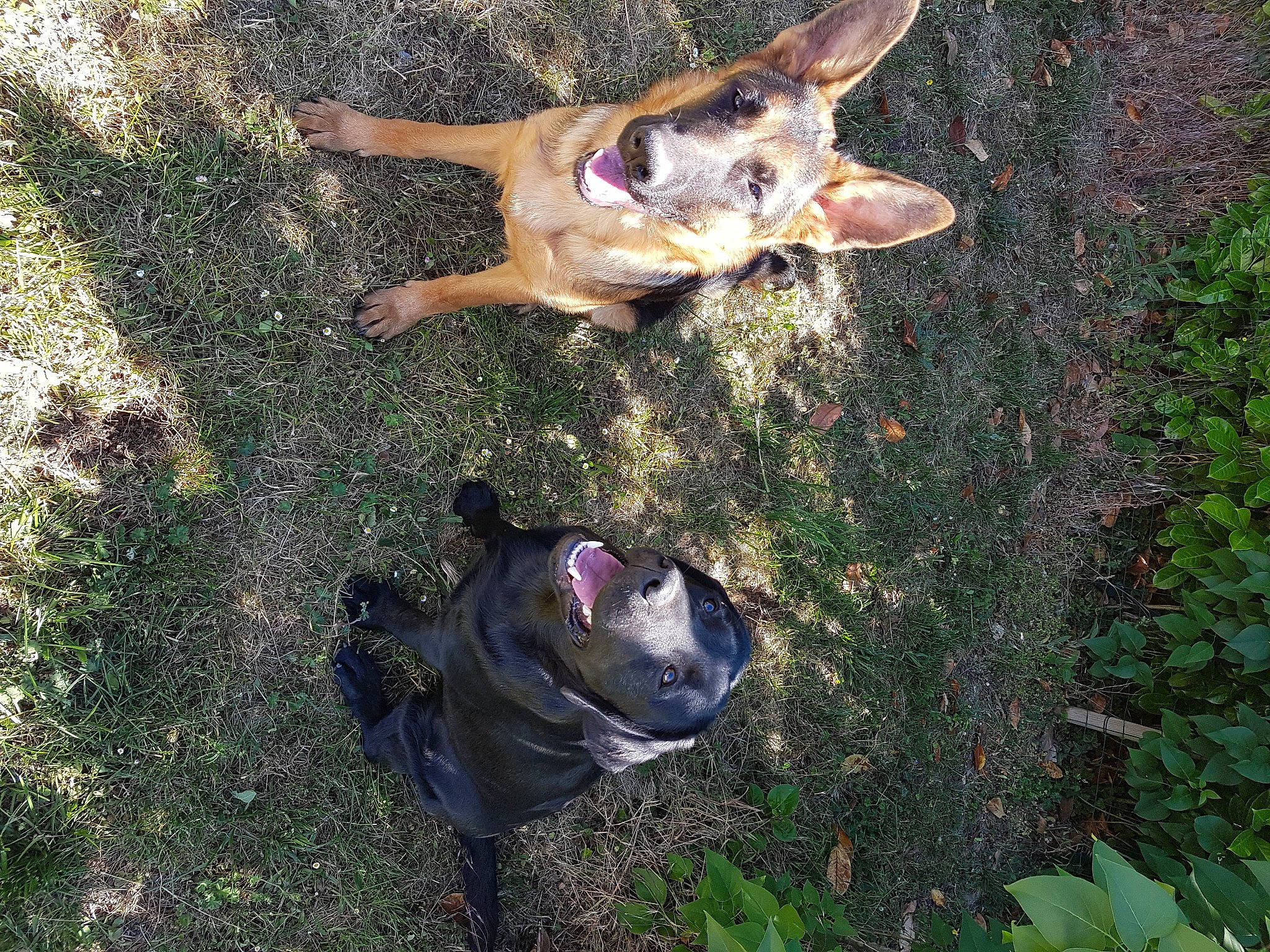 Pandora participe au concours pour gagner de l'argent avec cette photo : canidae, carnivore, dog, dog_breed, fawn, feist, german_shepherd_dog, mountain_cur, sporting_group