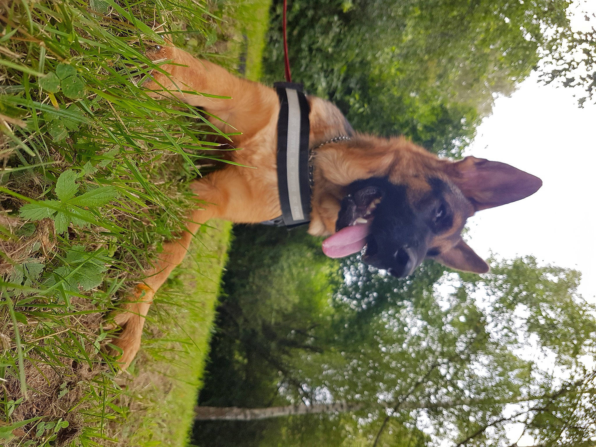 Pandora participe au concours pour gagner de l'argent avec cette photo : canidae, carnivore, dog, dog_breed, fawn, german_shepherd_dog, plant, tree, working_dog