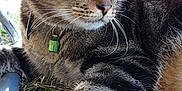 Naaman a rejoint le concours — aidez-le/la à gagner de superbes lots ! aegean_cat, american_shorthair, american_wirehair, asian, carnivore, cat, domestic_short_haired_cat, european_shorthair, fawn, felidae, kitten, photo_caption, photography, pixie_bob, plant, small_to_medium_sized_cats, tabby_cat, whiskers