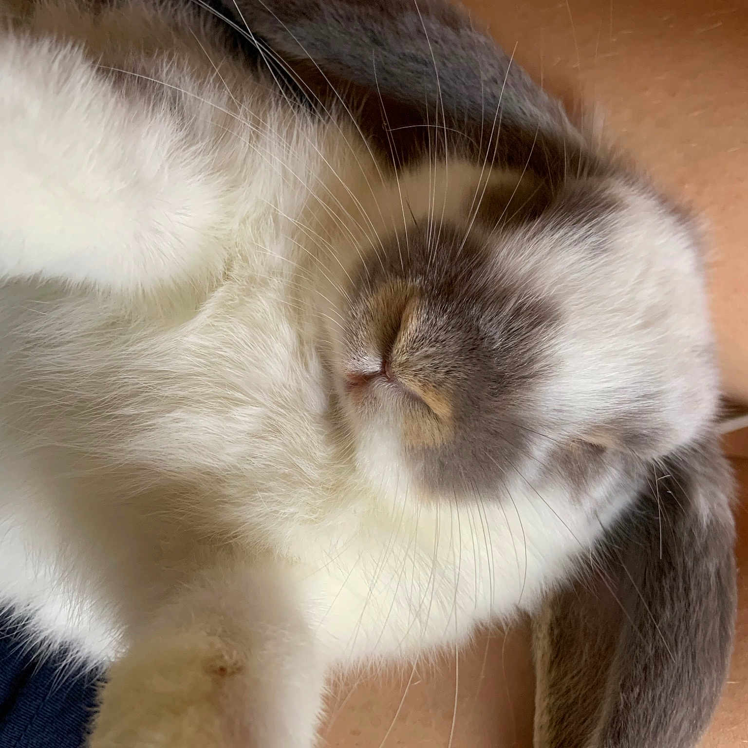 Princess participe au concours pour gagner de l'argent avec cette photo : carnivore, cat, claw, comfort, domestic_short_haired_cat, ear, fawn, felidae, fur, hardwood, nap, paw, reef, small_to_medium_sized_cats, snout, tail, terrestrial_animal, whiskers