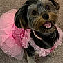 dog, small_dog, pink_tutu, pearl_necklace, carpet, smiling, cute, pet, indoor, happy, dress, costume, animal, fur, canine, domestic_animal, playful, adorable, portrait, sitting