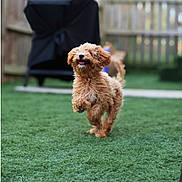Teddy joined the competition — help win amazing prizes! dog, puppy, grass, outdoor, yard, fence, playful, happy, running, pet, canine, curly_fur, tongue_out, summer, greenery, backyard, domestic_animal, blurred_background, animal, cute