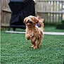 dog, puppy, grass, outdoor, yard, fence, playful, happy, running, pet, canine, curly_fur, tongue_out, summer, greenery, backyard, domestic_animal, blurred_background, animal, cute