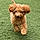 Teddy