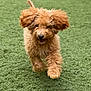 Teddy joined the competition — help win amazing prizes! dog, puppy, running, grass, outdoor, animal, pet, cute, fur, happy, playful, canine, mammal, nature, energetic, young, fluffy, active, adorable, walking