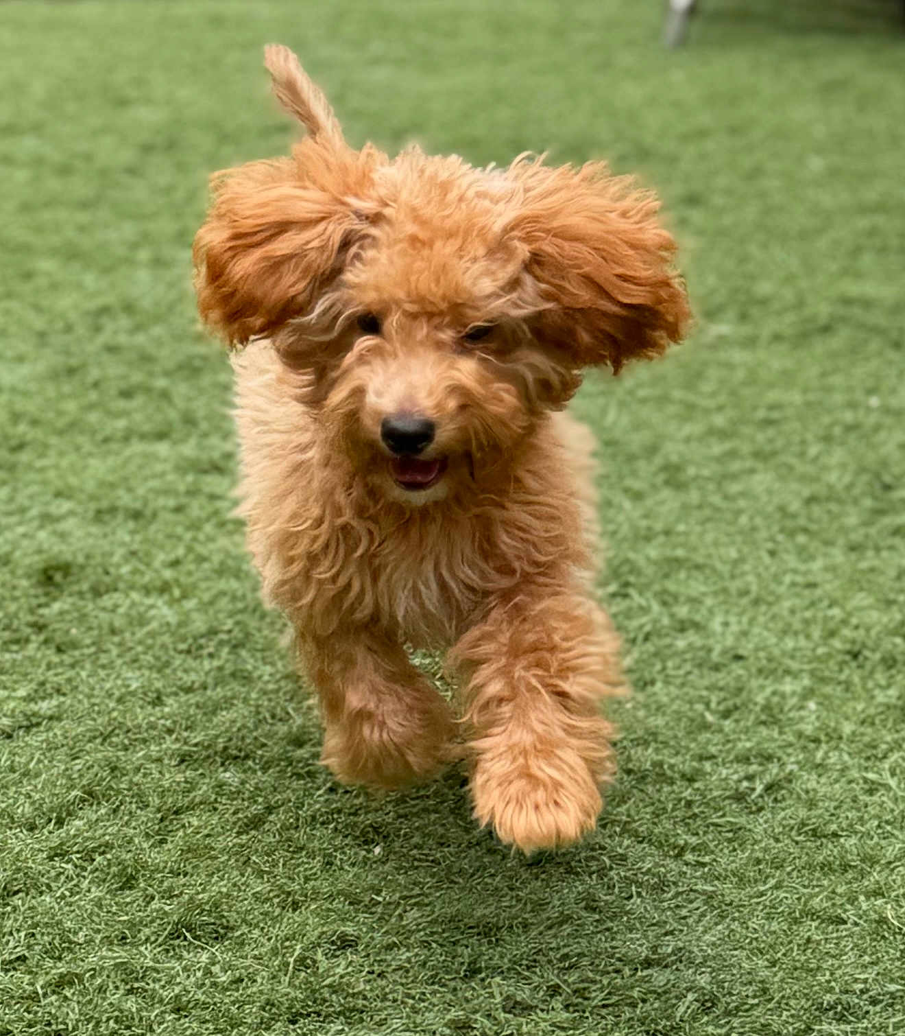 Teddy joined the competition — help win amazing prizes! dog, puppy, running, grass, outdoor, animal, pet, cute, fur, happy, playful, canine, mammal, nature, energetic, young, fluffy, active, adorable, walking