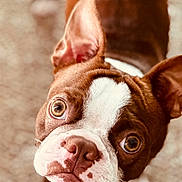 Charlie joined the competition — help win amazing prizes! dog, brown_and_white, close_up, pet, canine, curious, eyes, face, nose, ears, fur, whiskers, indoor, looking_up, portrait, animal, cute, focus, blurry_background, friendly
