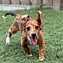 Slinky is registered to the contest to win money with this photo: puppy, dog, running, grass, outdoor, playful, tongue_out, ears_floppy, joyful, pet, animal, canine, young_dog, fence, greenery, happy, motion, blurred_background, nature, cute