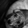dog, close_up, black_and_white, pet, animal, portrait, looking_up, soft_focus, fur, ears, eyes, whiskers, canine, cute, domestic_animal, companion, indoor, expression, head, snout