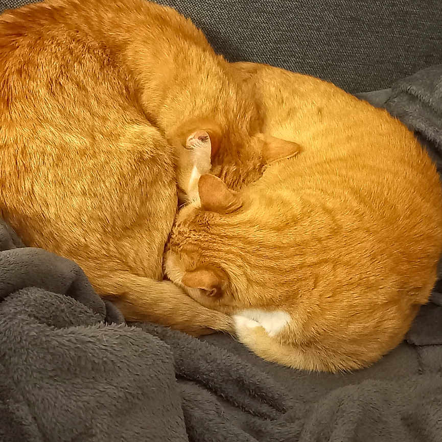 Missy Et Rouky a rejoint le concours — aidez-le/la à gagner de superbes lots ! animal, blanket, cat, cats, companion, couch, cozy, curled_up, cute, domestic_animal, feline, fur, ginger_cat, gray_blanket, indoor, orange_cat, pets, relaxation, resting, sleeping