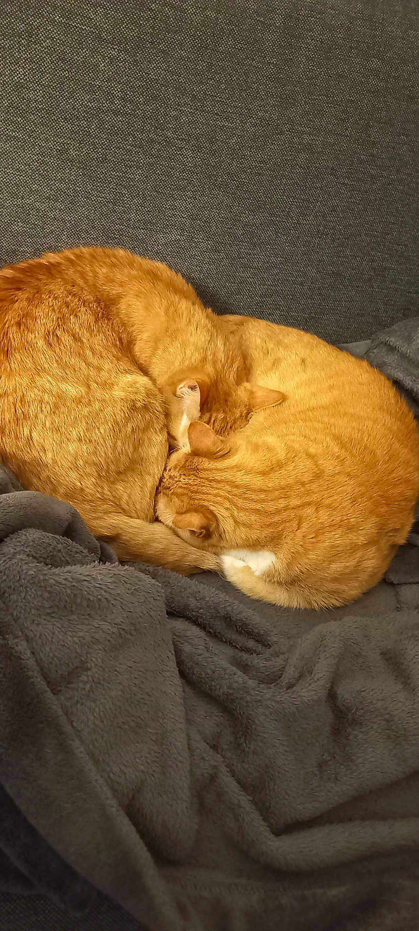 Missy Et Rouky a rejoint le concours — aidez-le/la à gagner de superbes lots ! cat, cats, ginger_cat, orange_cat, sleeping, curled_up, feline, pets, cozy, blanket, gray_blanket, couch, indoor, fur, animal, companion, resting, cute, domestic_animal, relaxation