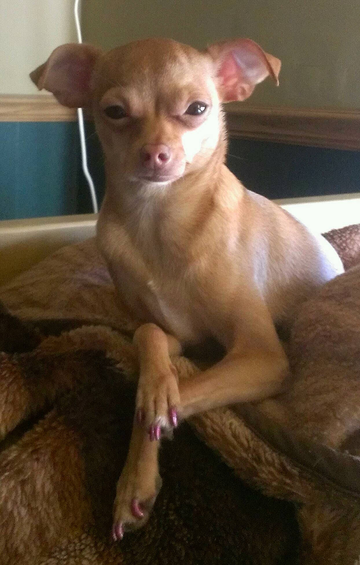 Cappy is registered to the contest to win money with this photo: canidae, carnivore, chihuahua, companion_dog, corgi_chihuahua, dog, dog_breed, ear, fawn, fur, liver, russkiy_toy, snout, sporting_group, terrestrial_animal, toy_dog, whiskers, working_animal