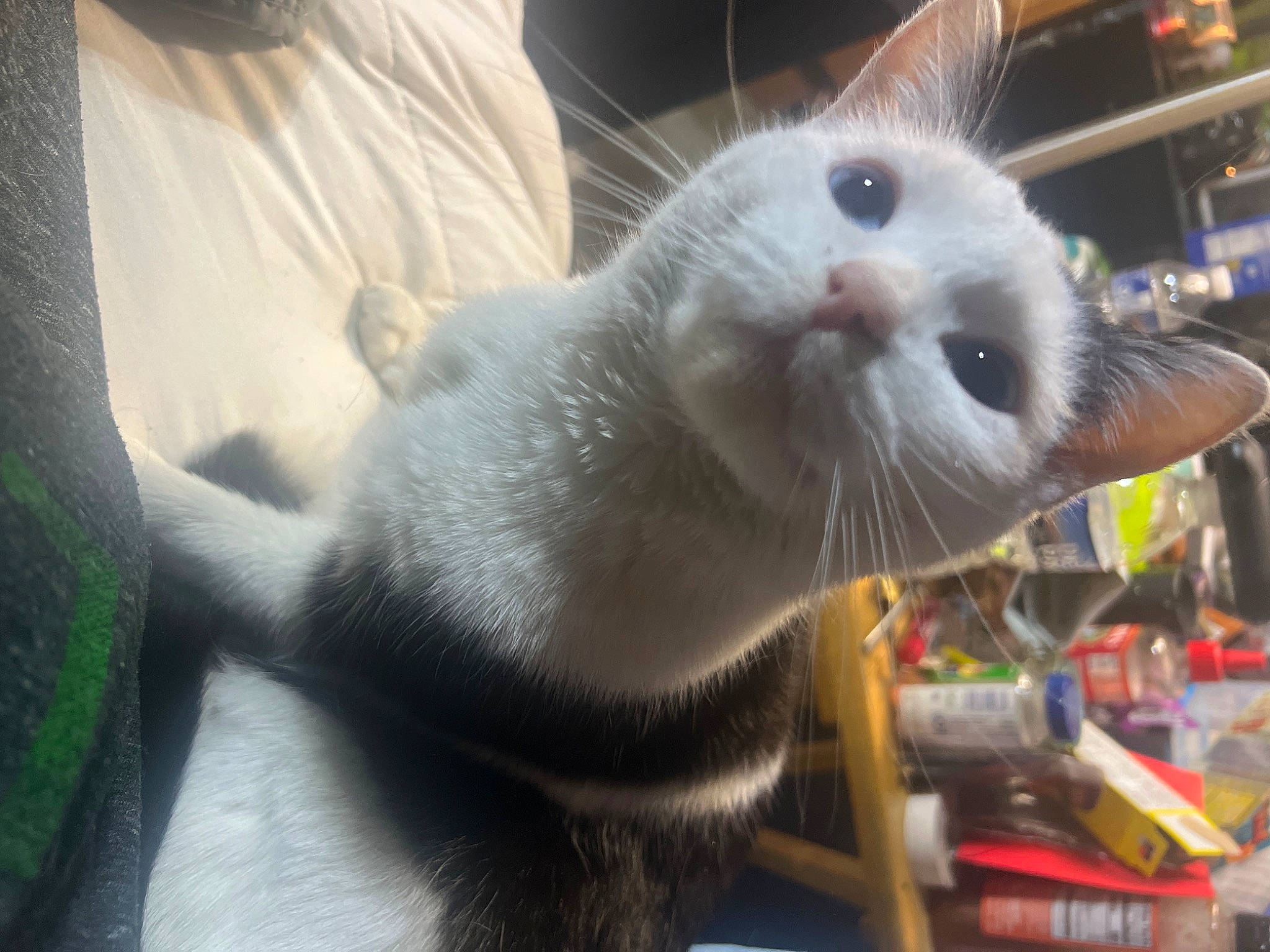 Ice Baby is registered to the contest to win money with this photo: carnivore, cat, claw, comfort, domestic_short_haired_cat, ear, felidae, fur, paw, small_to_medium_sized_cats, snout, tail, thai, whiskers