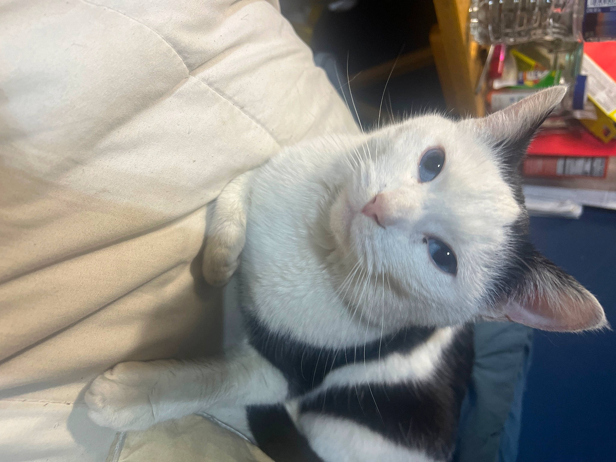 Ice Baby is registered to the contest to win money with this photo: carnivore, cat, claw, comfort, domestic_short_haired_cat, fang, felidae, fur, paw, small_to_medium_sized_cats, snout, tail, whiskers