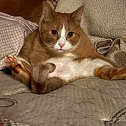 Boots Gusto Magoo is registered to the contest to win money with this photo: cat, orange_cat, white_cat, pet, animal, indoor, bed, blanket, pillow, feline, cute, sitting, looking, fur, whiskers, relaxed, cozy, pink_nose, paws, fluffy