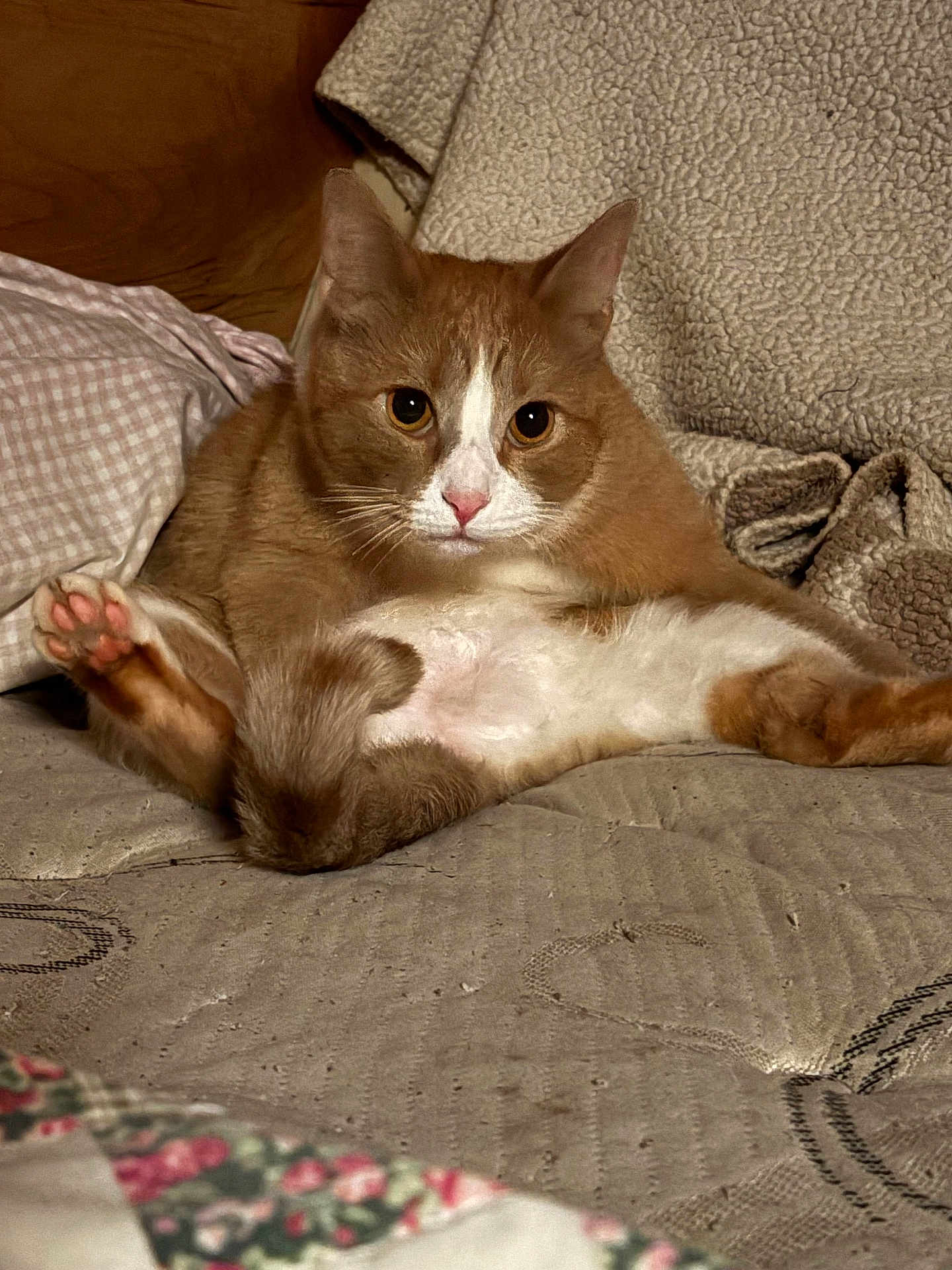 Boots Gusto Magoo is registered to the contest to win money with this photo: cat, orange_cat, white_cat, pet, animal, indoor, bed, blanket, pillow, feline, cute, sitting, looking, fur, whiskers, relaxed, cozy, pink_nose, paws, fluffy