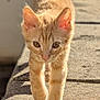 Maggy participe au concours pour gagner de l'argent avec cette photo : kitten, cat, ginger_cat, walking, outdoor, sunlight, shadow, concrete, fur, whiskers, closeup, animal, pet, cute, curious, young, mammal, daylight, nature, portrait