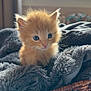Maggy participe au concours pour gagner de l'argent avec cette photo : kitten, cat, orange, blue_eyes, fluffy, blanket, basket, cozy, indoor, window, soft_light, cute, pet, animal, feline, young, fur, curious, small, resting